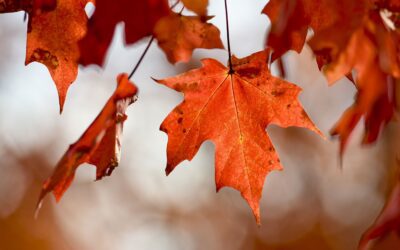 Fall Wellness Practices: Move with the Rhythm of Nature